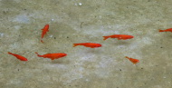 7 Goldfische schwimmen in einem hellen Becken